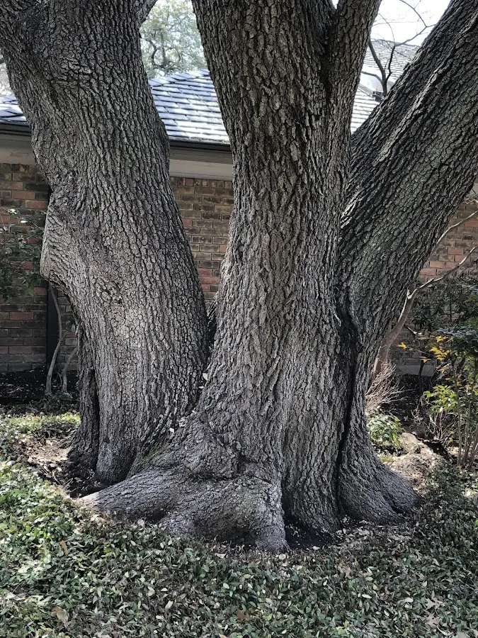 Mature heritage tree close to a Cleveland property cared for by certified arborists
